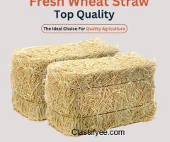 Wheat Straw Now Available on Zarea Limited