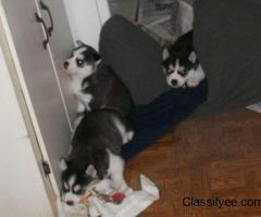 siberian husky pupppies for adoption