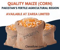 Maize (Corn) Available at Zarea Limited