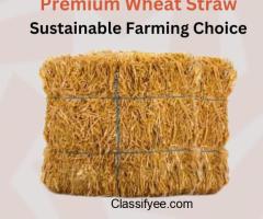 Wheat Straw Premium Agricultural Biomass | Zarea Limited